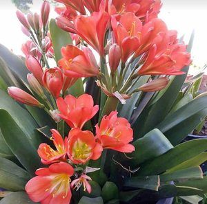 Meet your Posher, Carlos letica